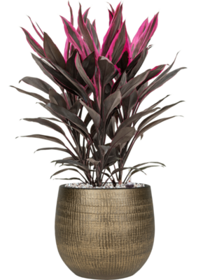 Cordyline fruticosa 'Tango' en Ryan