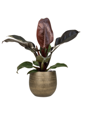 Philodendron `Imperial Red' en Ryan