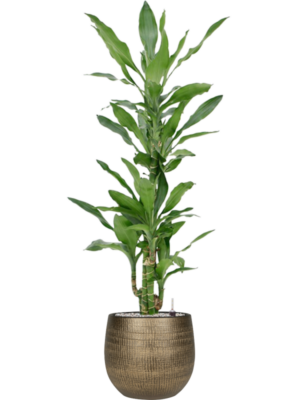 Dracaena fragrans 'Burundii' en Ryan