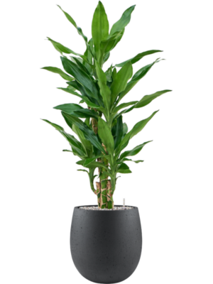 Dracaena fragrans 'Burundii' en Grigio