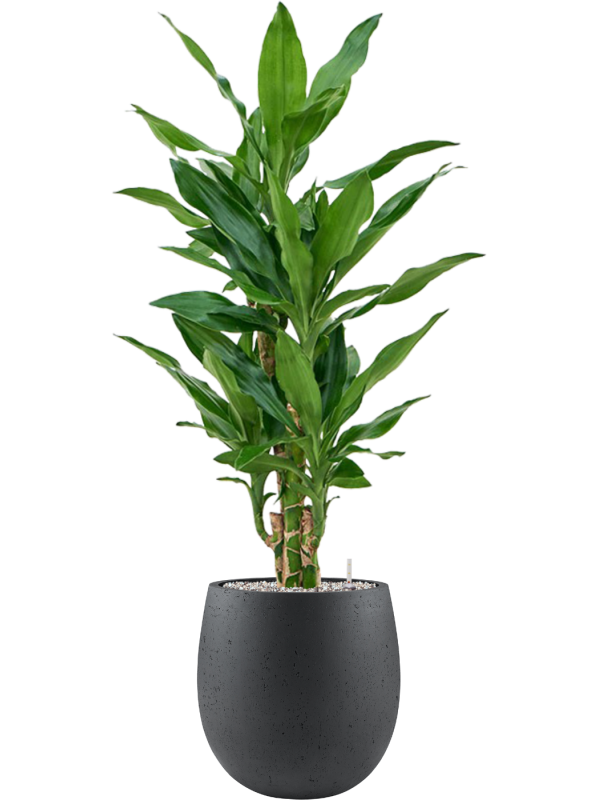 Dracaena fragrans 'Burundii' en Grigio, Luca Lifestyle
