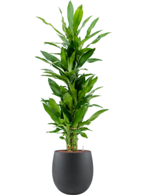 Dracaena fragrans 'Burundii' en Grigio