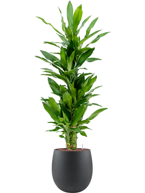 Dracaena fragrans 'Burundii' en Grigio, Luca Lifestyle