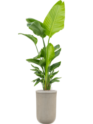 Strelitzia nicolai (120-160) en Baq Vertical Rib