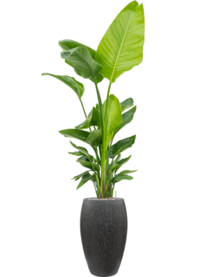 Strelitzia nicolai (120-160) en Baq Raindrop