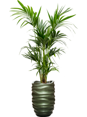 Kentia (Howea) forsteriana en Baq Gradient Lee