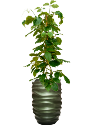 Tetrastigma voinierianum en Baq Gradient Lee