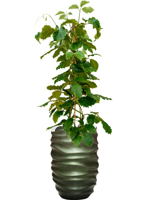 Tetrastigma voinierianum en Baq Gradient Lee