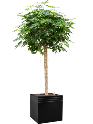 Schefflera arboricola 'Compacta' en Baq Line-Up