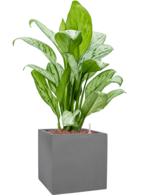 Aglaonema 'Christina' en Natural