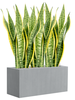 Sansevieria trifasciata 'Laurentii' en Argento
