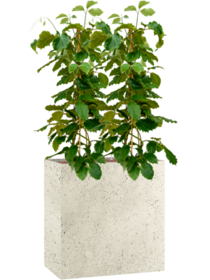 Tetrastigma voinierianum en Grigio