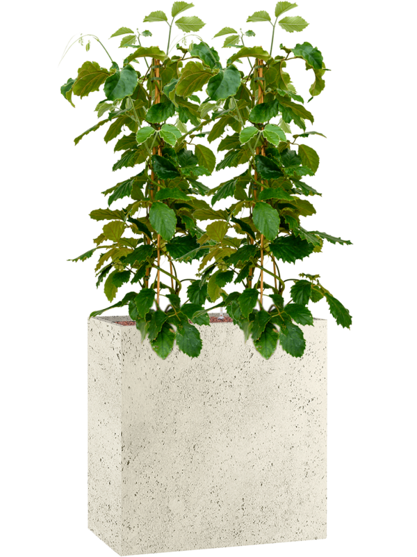 Tetrastigma voinierianum en Grigio, Luca Lifestyle