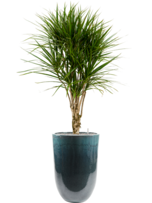 Dracaena marginata en Pure