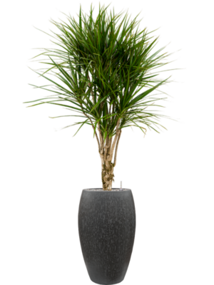 Dracaena marginata en Baq Raindrop