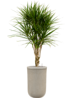 Dracaena marginata en Baq Vertical Rib