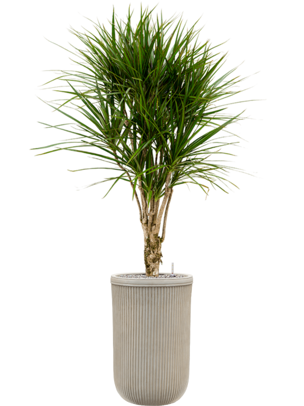 Dracaena marginata en Baq Vertical Rib