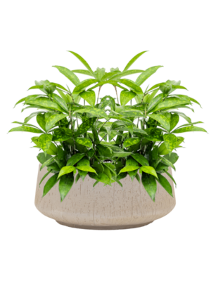 Dracaena surculosa en Baq Raindrop