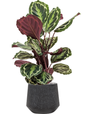 Calathea 'Medallion' en Baq Raindrop