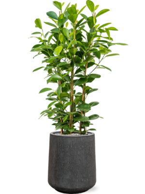 Ficus microcarpa 'Moclame' en Baq Raindrop