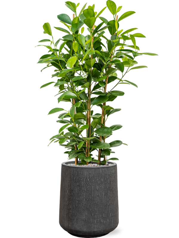 Ficus microcarpa 'Moclame' en Baq Raindrop
