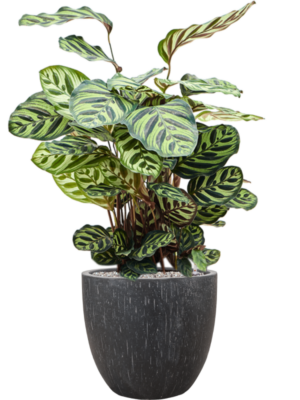 Calathea makoyana en Baq Raindrop