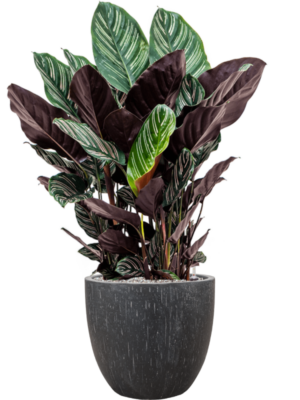 Calathea sanderiana en Baq Raindrop