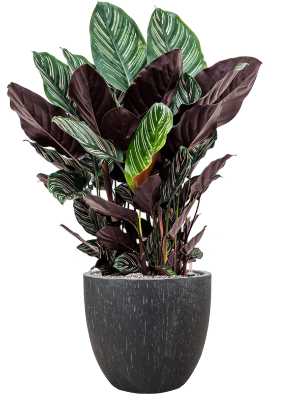 Calathea sanderiana en Baq Raindrop