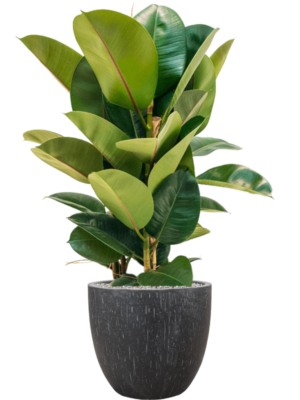Ficus elastica 'Robusta' en Baq Raindrop