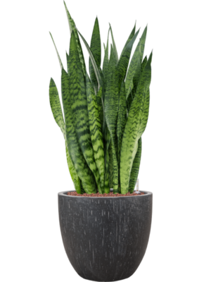 Sansevieria zeylanica en Baq Raindrop