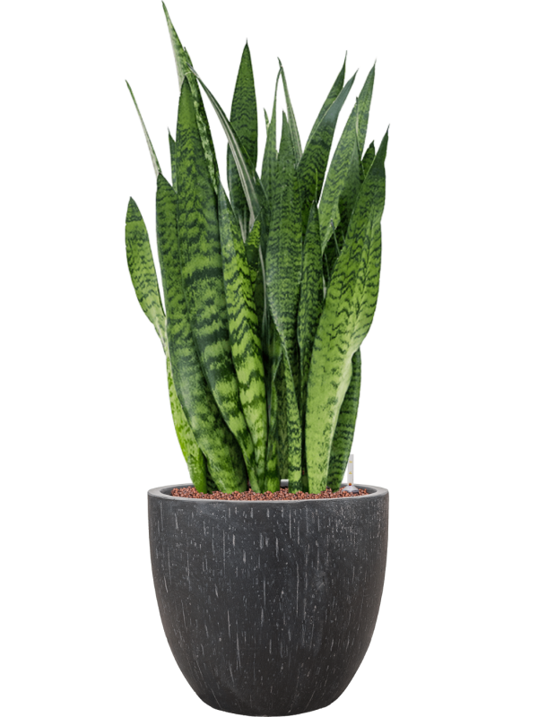 Sansevieria zeylanica en Baq Raindrop