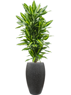 Dracaena fragrans 'Cintho' en Baq Raindrop