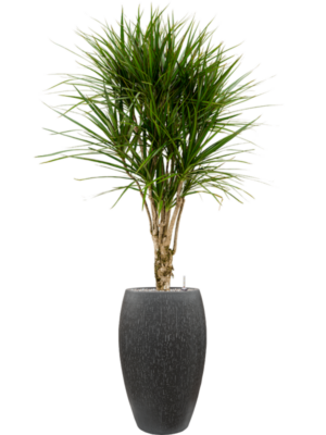 Dracaena marginata en Baq Raindrop