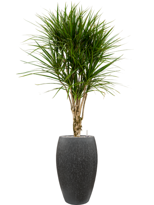 Dracaena marginata en Baq Raindrop