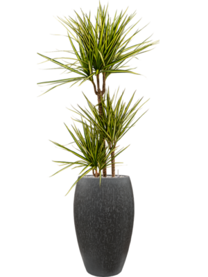 Dracaena marginata 'Sunray' en Baq Raindrop