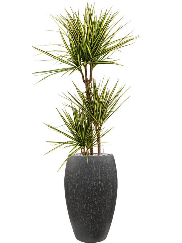 Dracaena marginata 'Sunray' en Baq Raindrop