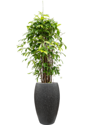Dracaena surculosa (125-150) en Baq Raindrop