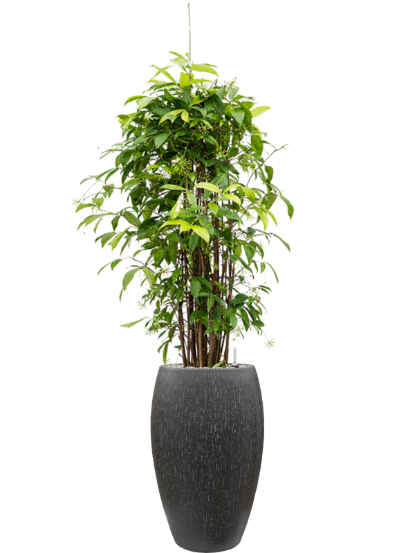 Dracaena surculosa (125-150) en Baq Raindrop