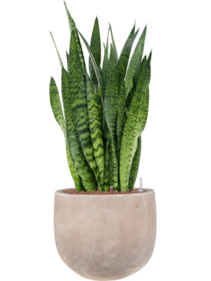 Sansevieria zeylanica en Terra Cotta Omar