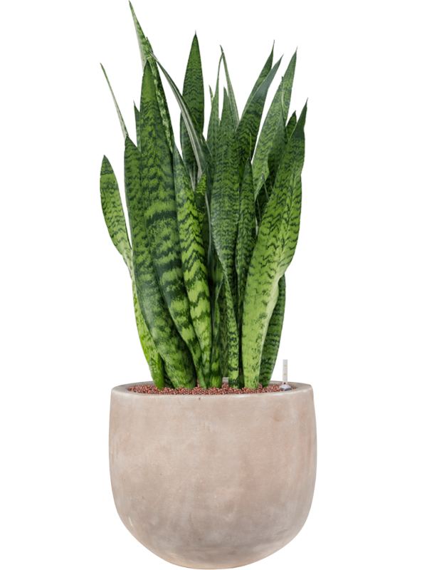 Sansevieria zeylanica en Terra Cotta Omar, Ter Steege