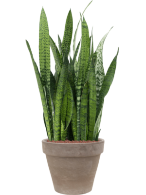 Sansevieria zeylanica en Terra Cotta