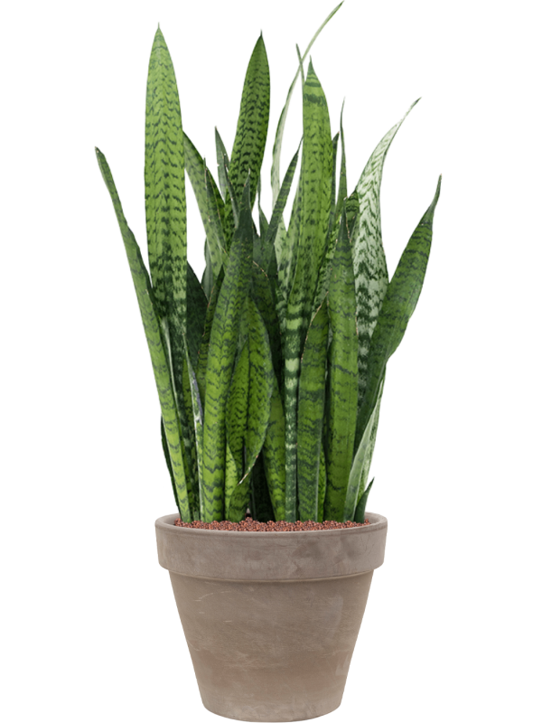 Sansevieria zeylanica en Terra Cotta, Den Daas