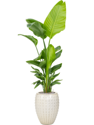 Strelitzia nicolai (120-160) en Laos
