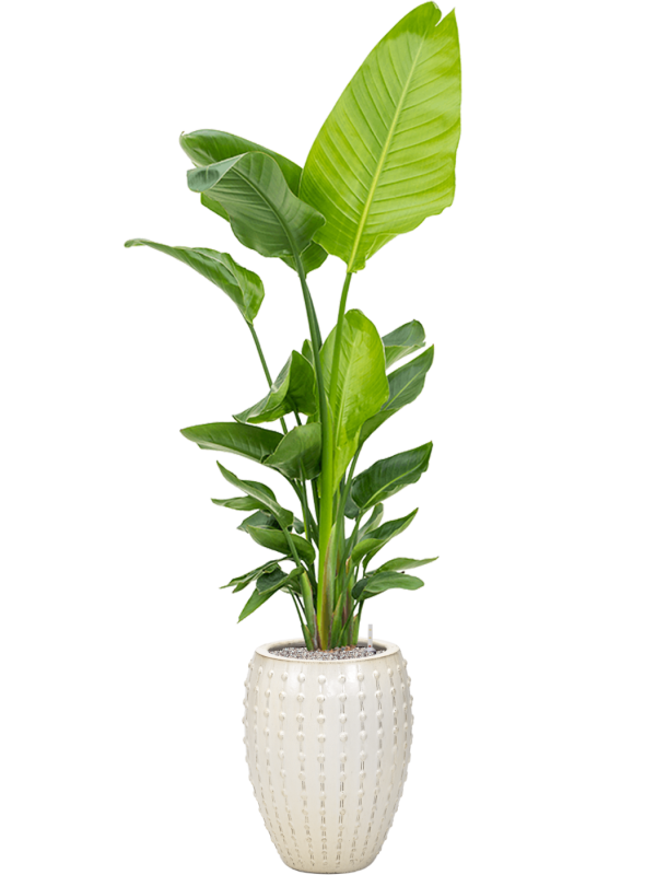 Strelitzia nicolai (120-160) en Laos, Private label