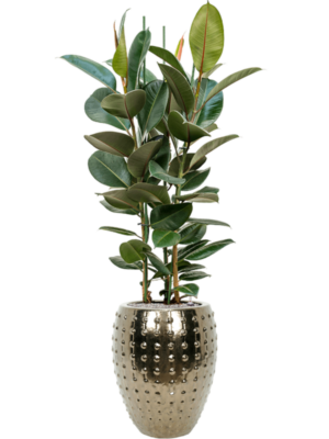 Ficus elastica 'Robusta' en Laos