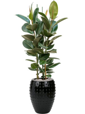Ficus elastica 'Robusta' en Laos