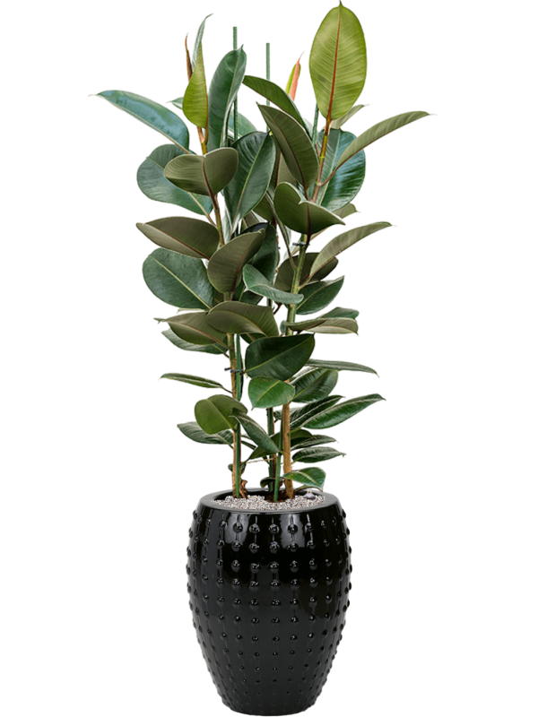 Ficus elastica 'Robusta' en Laos, Private label