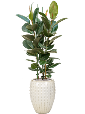 Ficus elastica 'Robusta' en Laos