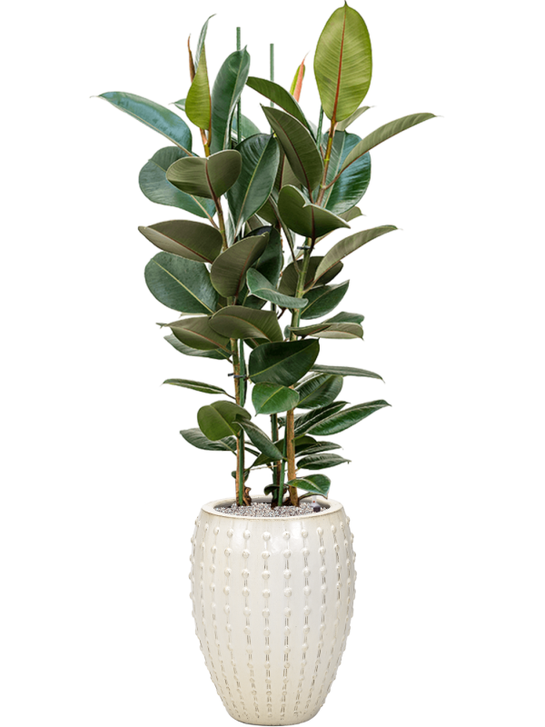Ficus elastica 'Robusta' en Laos, Private label