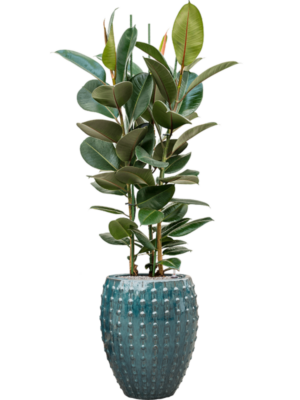 Ficus elastica 'Robusta' en Laos